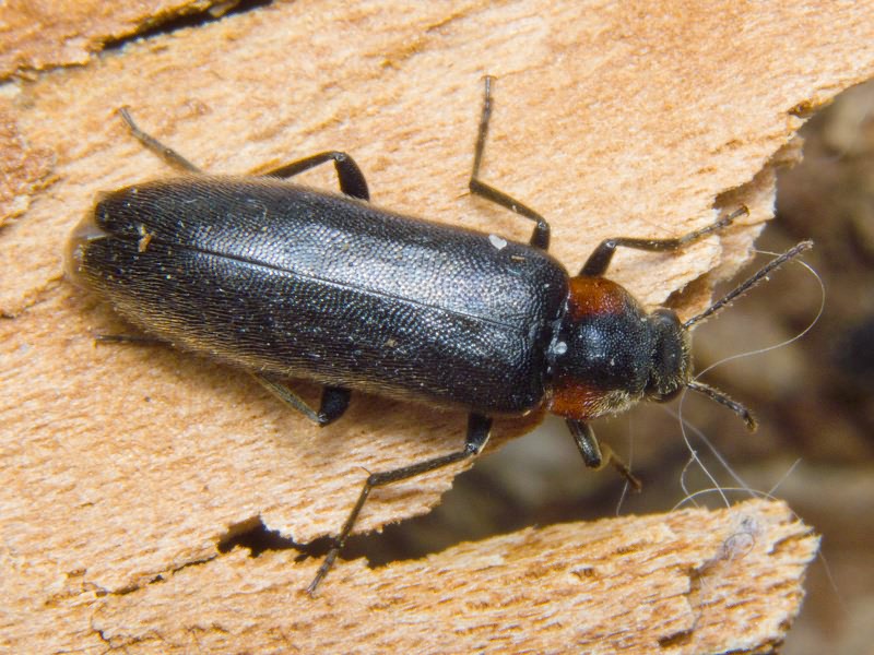 Phryganophilus auritus Motschulsky, 1845